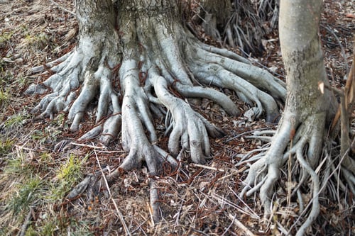 Preview: Close-up tree roots and green forest. big tree with visible big roots.
