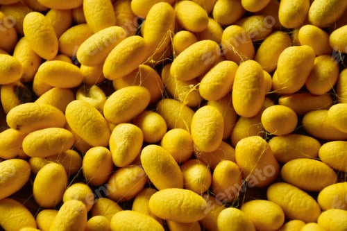 Preview: Yellow Silkworm Cocoons.