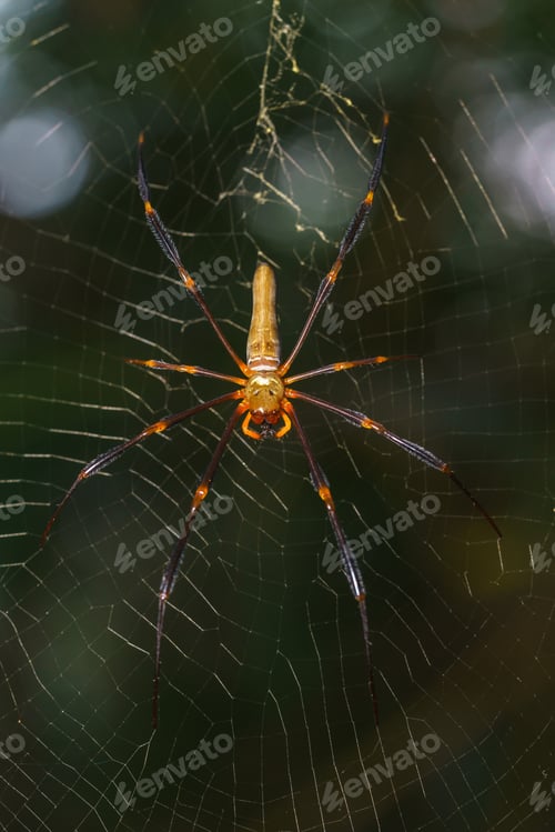 Preview: Golden Orb Spider macro shot