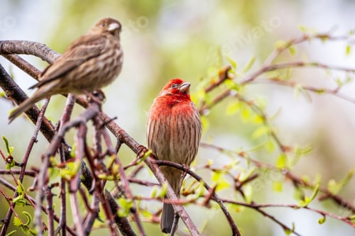 Vista previa: A pair of House Finches