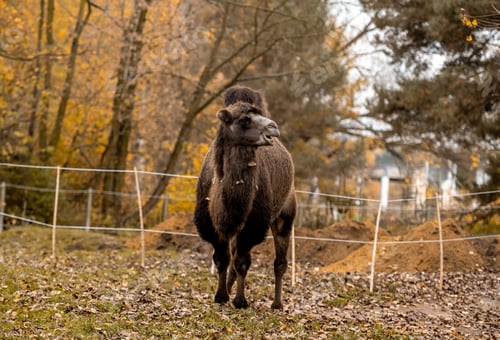 Preview: Image Shows Two-Humped Camel