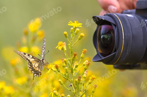 Preview: Butterfly being photographed