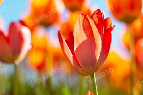 Preview: A field of fiery orange tulips in the rays of summer bright daylight