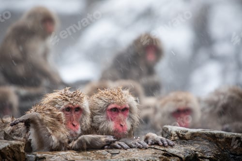Preview: Snow monkey
