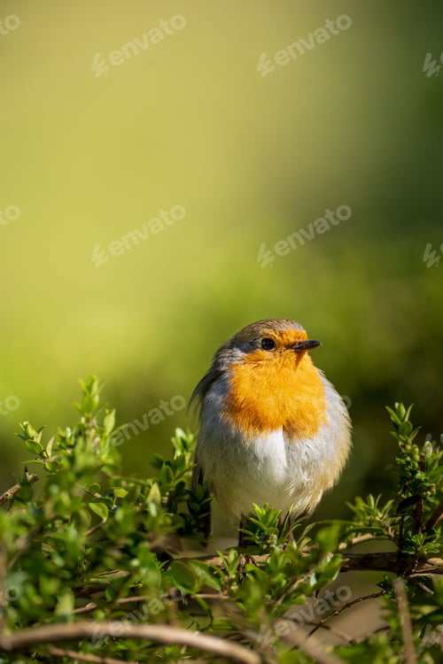 Preview: Closeup shot of a beautiful orange robin bird perched on lush green foliage