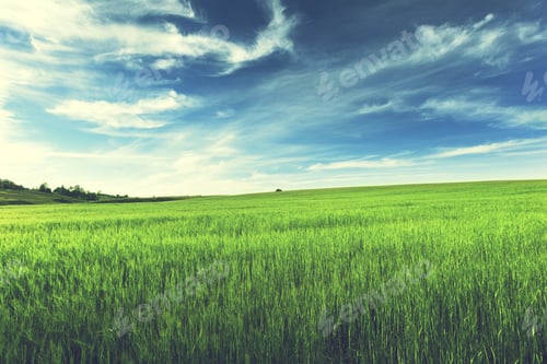 Preview: Field Of Barley
