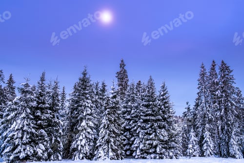 Preview: Snow Covered Spruce Trees in Winter Mountains at Full Moon Night