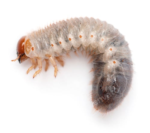 Preview: Larva of mealworm, Tenebrio molitor, against white background