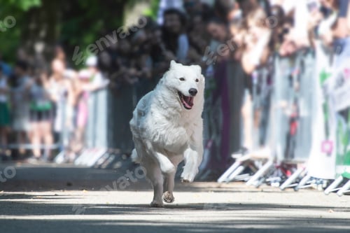 Preview: Dog agility competition.