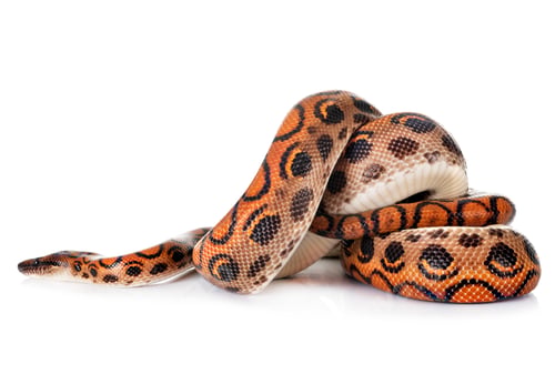 Preview: Rainbow boa in studio