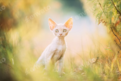 Vista previa: Funny Curious Young Red Ginger Devon Rex Kitten Sitting In Green Grass. Short-haired Cat Of English