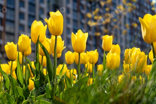Preview: Yellow tulip. A large bud of a yellow flower. Spring background. Tulips in the garden. Seasonal