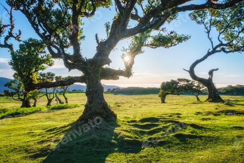 Preview: Fanal forest trees on Madeira island, Portugal