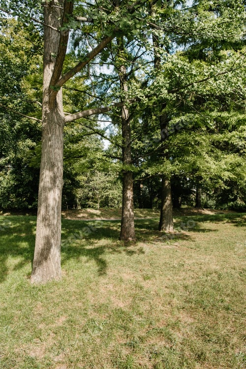 Preview: row of trees growing in park on sunny day