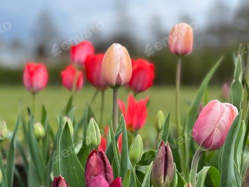 Preview: Tulips in the springtime