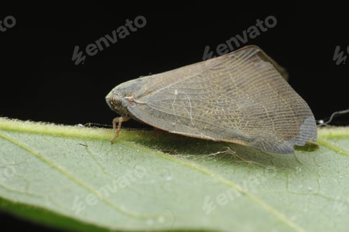 Preview: insect