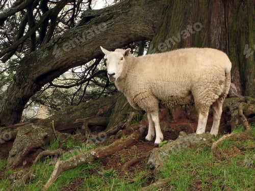 Preview: One Tree Hill & Cornwall Park, Aukland, New Zealand