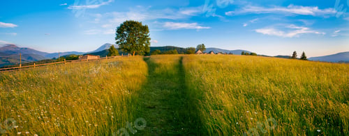 Preview: beautiful field in Carpathians