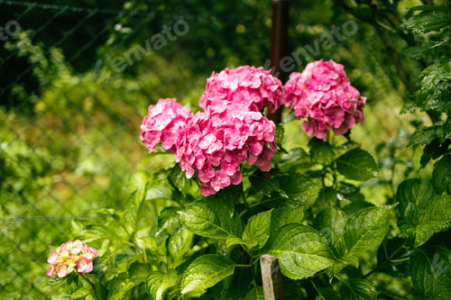 Preview: Pink hydrangea, close-up. Flowering bush. Huge hydrangea in the front garden. Flowering purple and