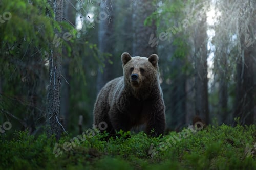 Preview: Brown grizzly bear in a forest