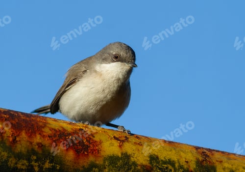 Preview: Lesser whitethroat, Sylvia curruca. A bird sits on an old gas pipe near the house