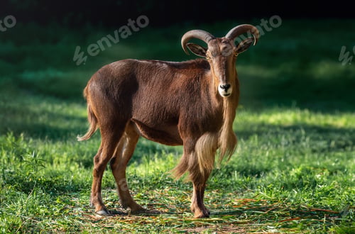 Vista previa: Barbary Sheep portrait (Ammotragus lervia)