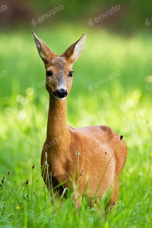 Preview: Beautiful roe deer doe standing on meadow in the summer