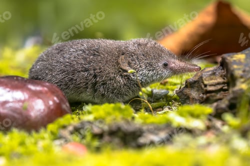 Preview: Eurasian pygmy shrew natural habitat