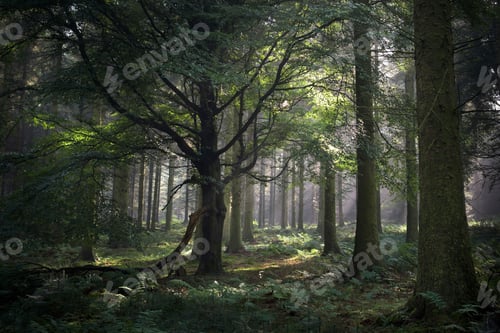 Preview: Forest, Beacon Edge, Penrith, The Lake District, UK