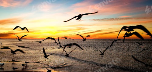 Preview: Silhouetted flying birds over ocean waves with beautiful sky in exotic landscapes in Florida.