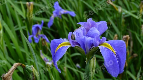 Preview: Closeup shot of a purple iris flower growing in the field