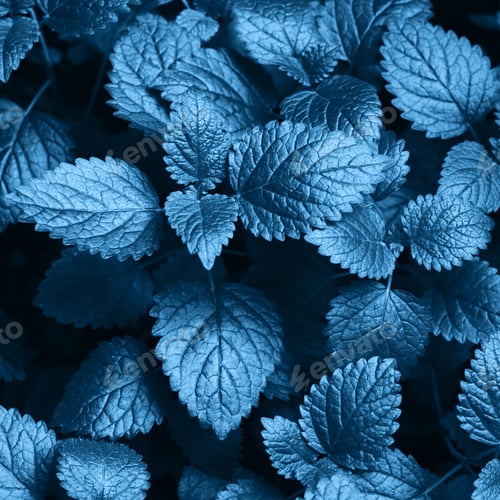 Preview: leaf