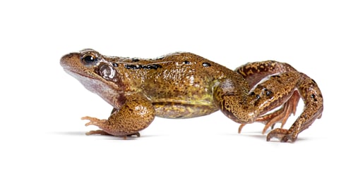 Preview: Side view of a european common frog walking, Rana temporaria, Isolated on white