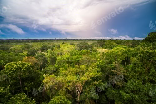 Preview: Amazon Rainforest at Sacha Lodge, Coca, Ecuador, South America