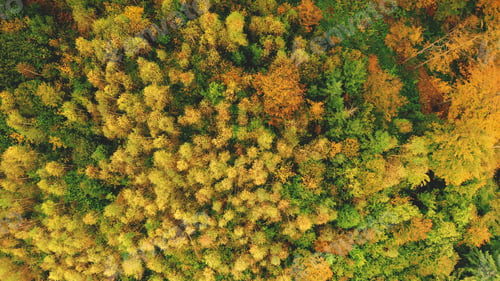 Preview: Top down aerial sun mountain forest. Nobody nature landscape at autumn sunny day. Green, yellow tree