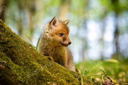 Preview: Red fox (Vulpes vulpes), small cute cub in the spring forest