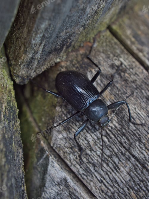 Preview: Close up of darkling beetle