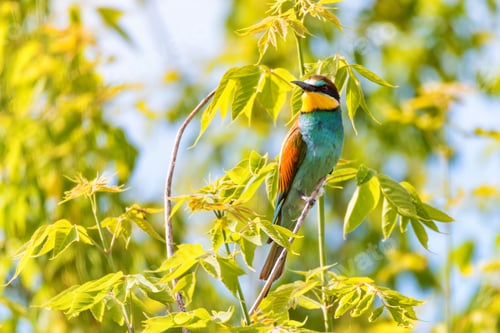 Preview: European bee-eater or Merops apiaste perches on branch