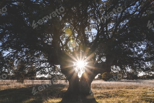 Preview: Big green tree on field in summer
