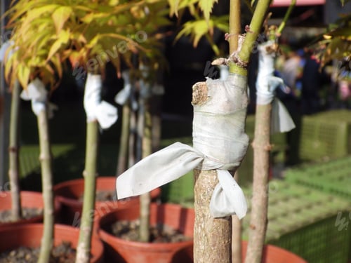 Preview: Trees wrapped with white tapes after being grafted
