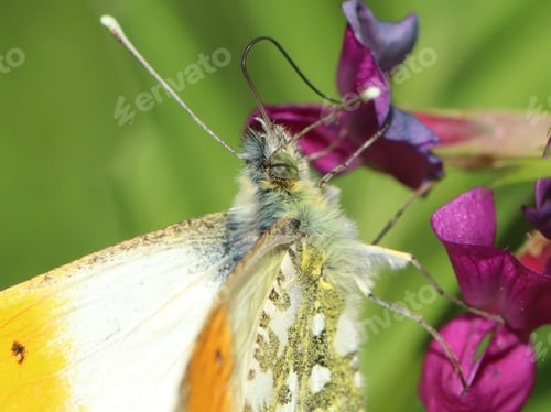 Preview: blossom, flora, plant, pink, green, background, beautiful, insect, butterfly