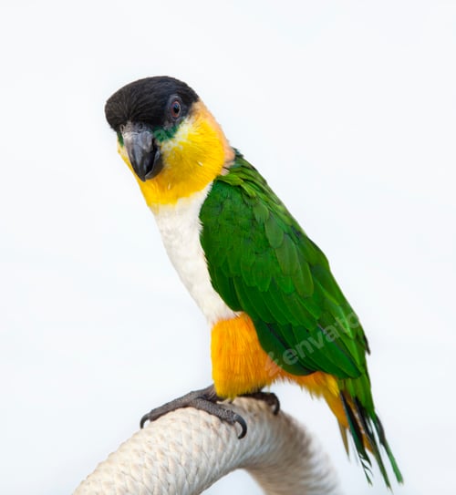 Preview: A caique parrot isolated on plain background