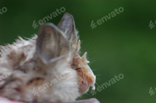 Preview: Chiropterologist holding and studying a bat in his hands