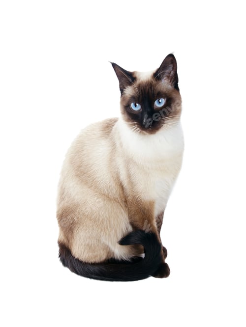 Preview: siamese cat isolated on white