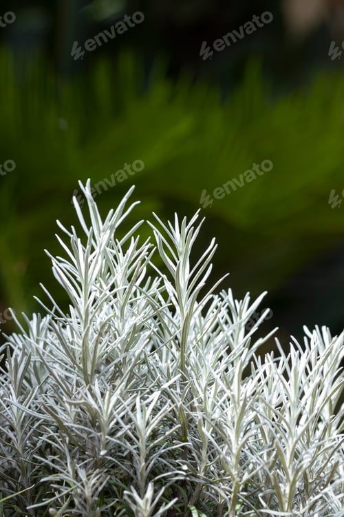 Preview: Fresh Rosemary Herb grow outdoor. Rosemary leaves Close-up.