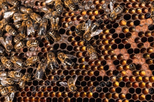 Preview: Bees on honeycomb in apiary