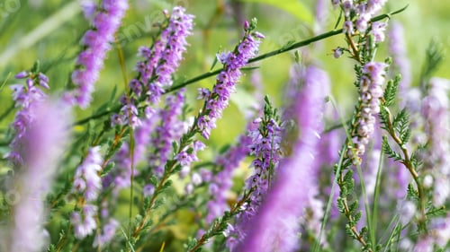 Preview: Wide shot of exotic purple flowers in the middle of a field