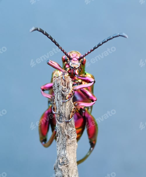 Preview: Beetle