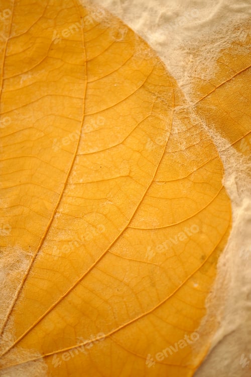Preview: Dry Leaf On Mulberry Paper Texture