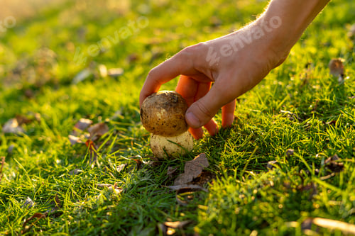 Preview: the hand picking or collecting the big mushroom boletus growing on the grass field under sunshine